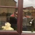 bear 5